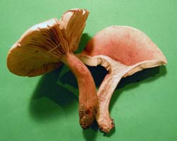 a cut section shows the very thin flesh and the right one has short decurrent gills. Lactarius rimosellus.